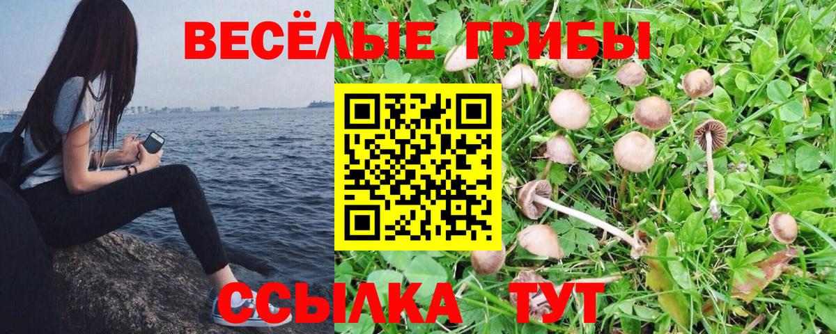 Псилоцибиновые грибы Psilocybine cubensis  Вход с VPN  Сергиев Посад 